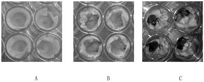 Method for evaluating toxicity of pesticides on bee larva by the aid of laboratory artificial-breeding bee larva