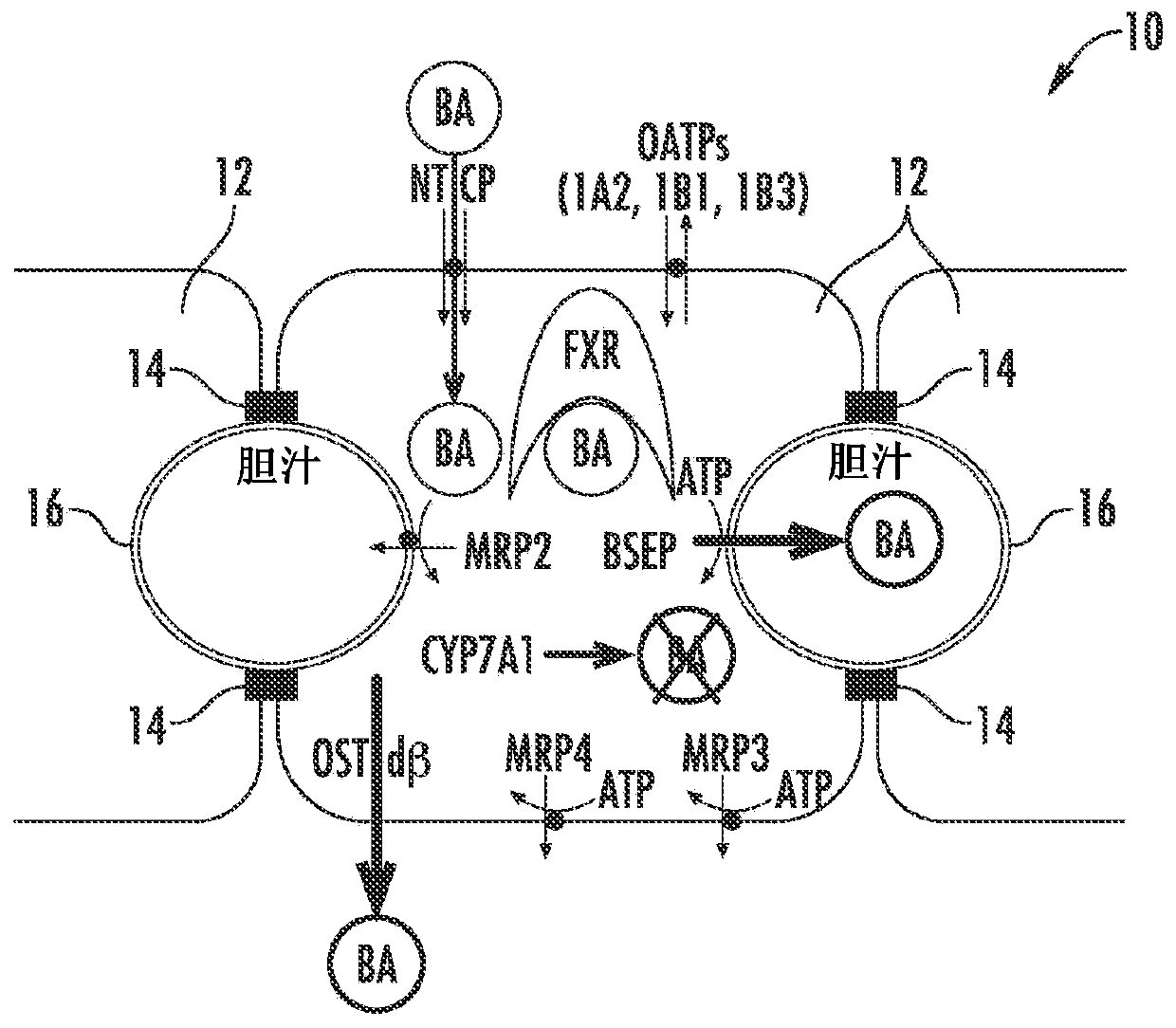 Methods and systems for screening candidate compounds for their potential to cause systemic or hepatic toxicity