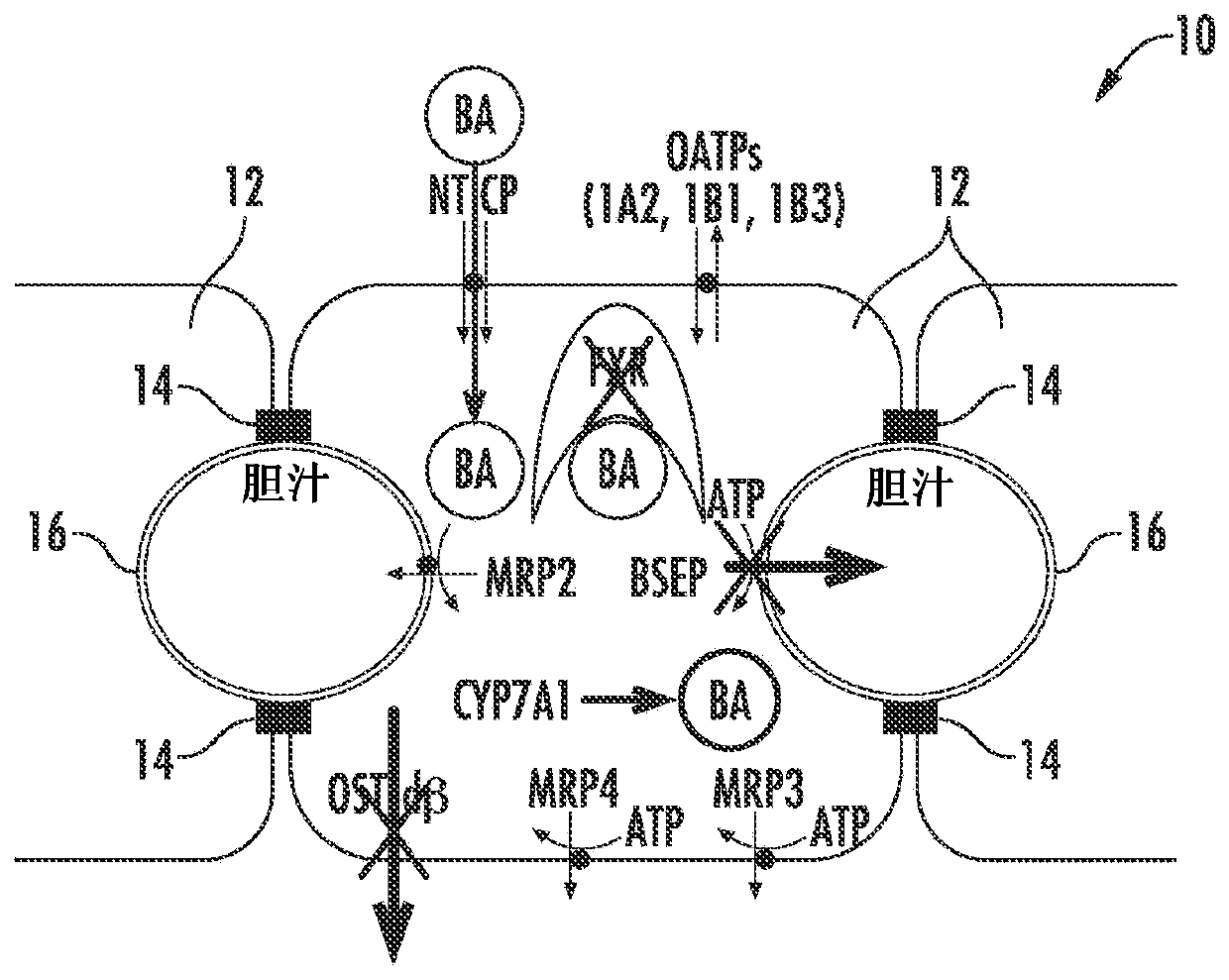 Methods and systems for screening candidate compounds for their potential to cause systemic or hepatic toxicity