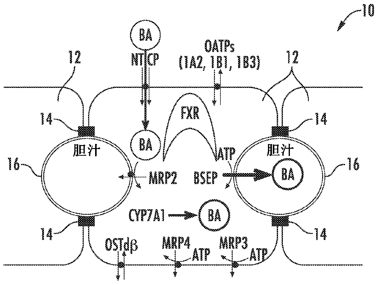 Methods and systems for screening candidate compounds for their potential to cause systemic or hepatic toxicity