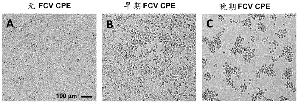 Feline calicivirus vaccine