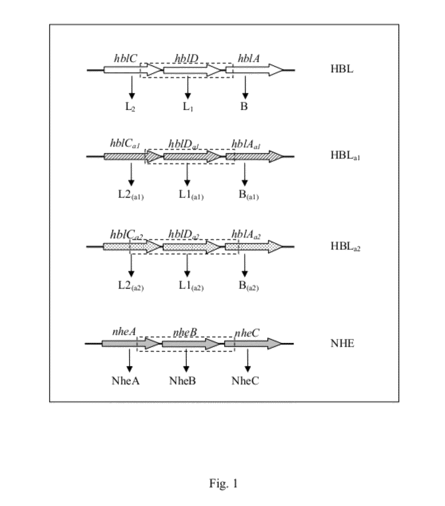 Construction of a quadruple enterotoxin-deficient mutant of bacillus thuringiensis