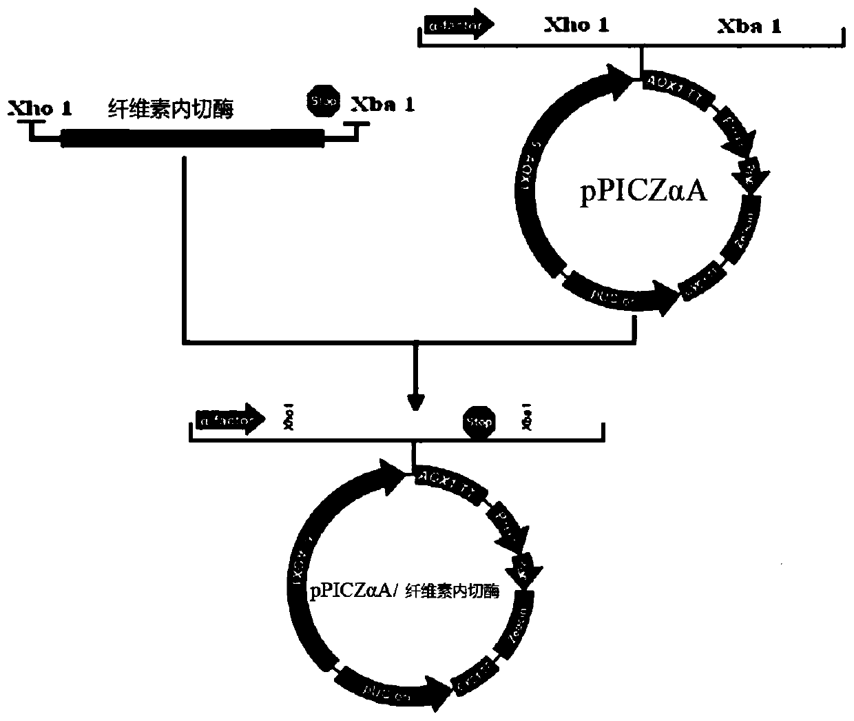 Poria cocos cellulose endonuclease gene as well as expression vector and protein thereof