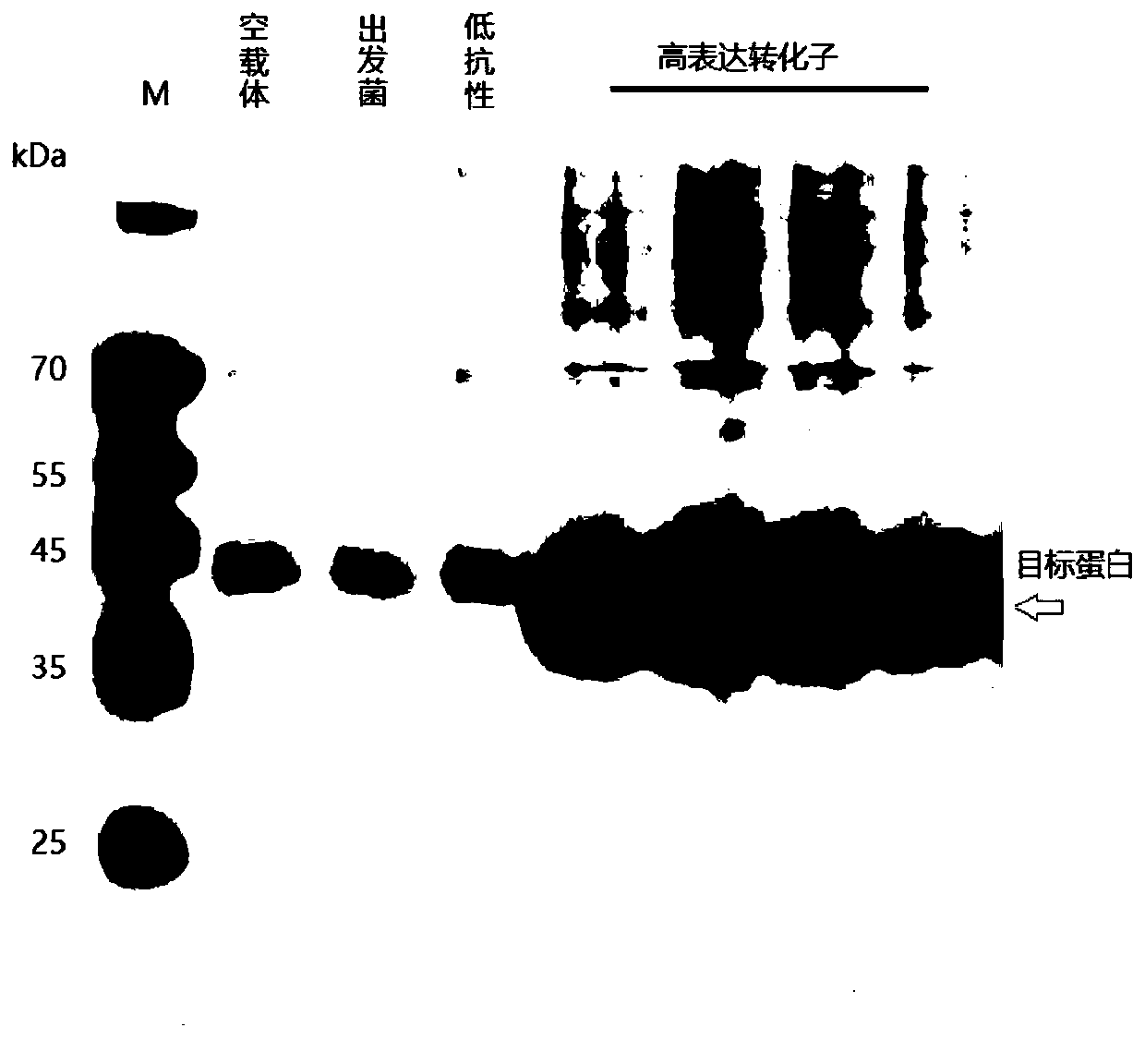 Poria cocos cellulose endonuclease gene as well as expression vector and protein thereof