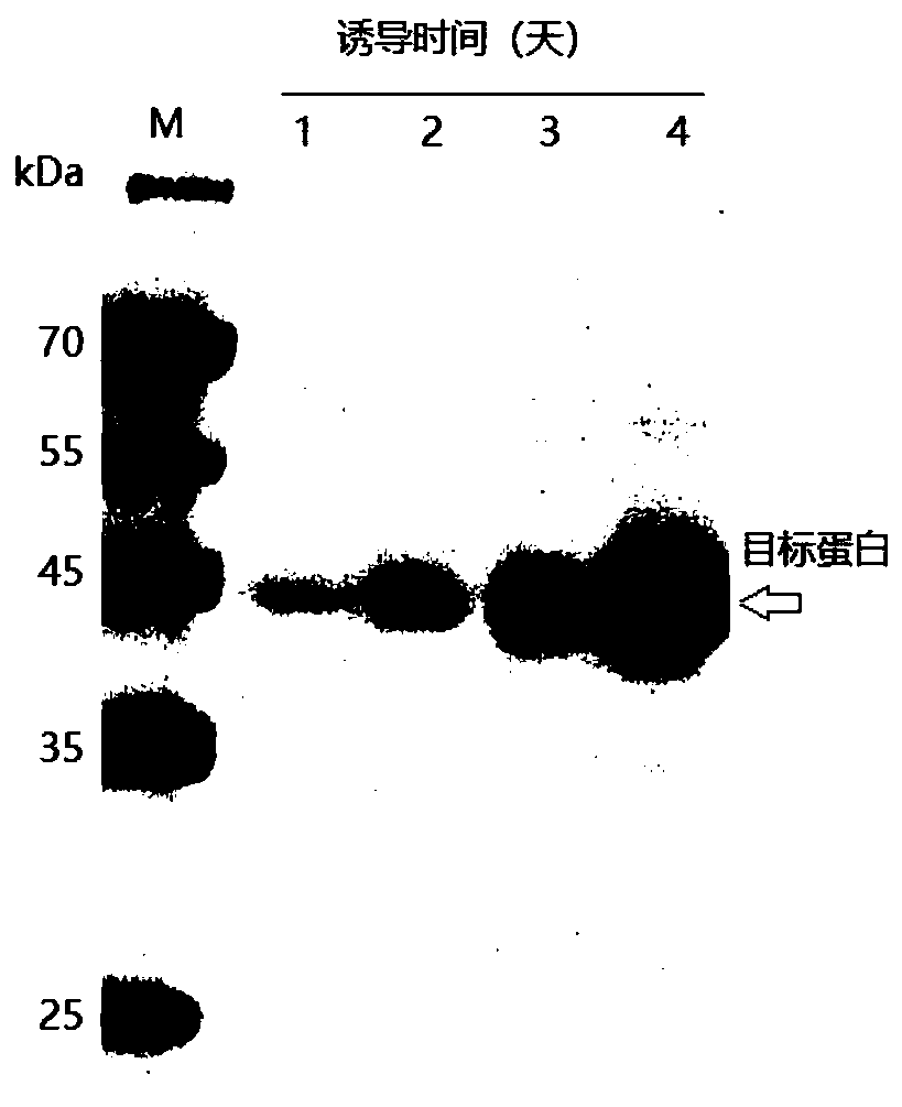 Poria cocos cellulose endonuclease gene as well as expression vector and protein thereof