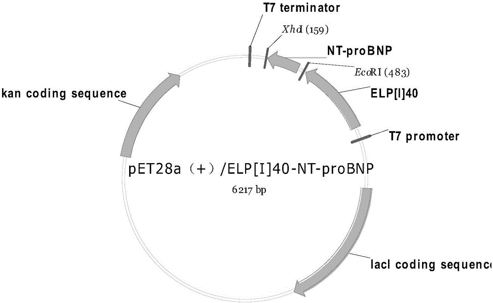 Method for preparing recombinant N-terminal brain natriuretic peptide precursor based on elastin-like label