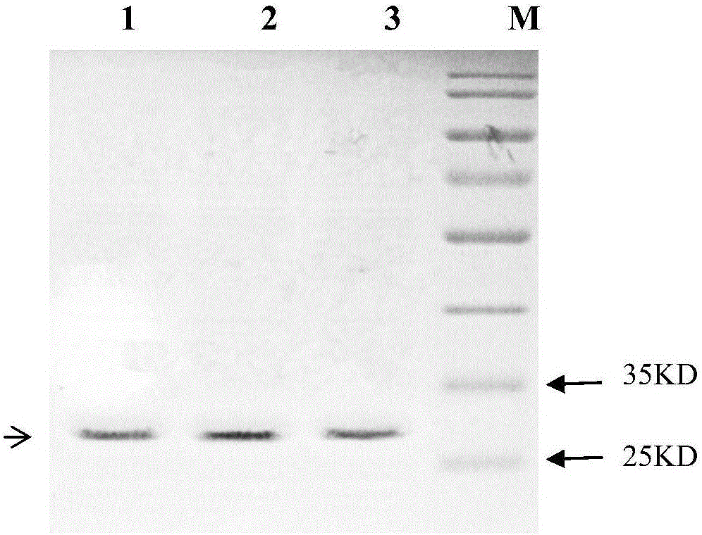 Method for preparing recombinant N-terminal brain natriuretic peptide precursor based on elastin-like label