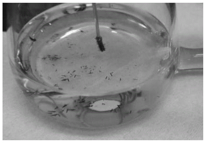 Organic-inorganic hybrid room temperature metallic molecular magnet and preparation method thereof