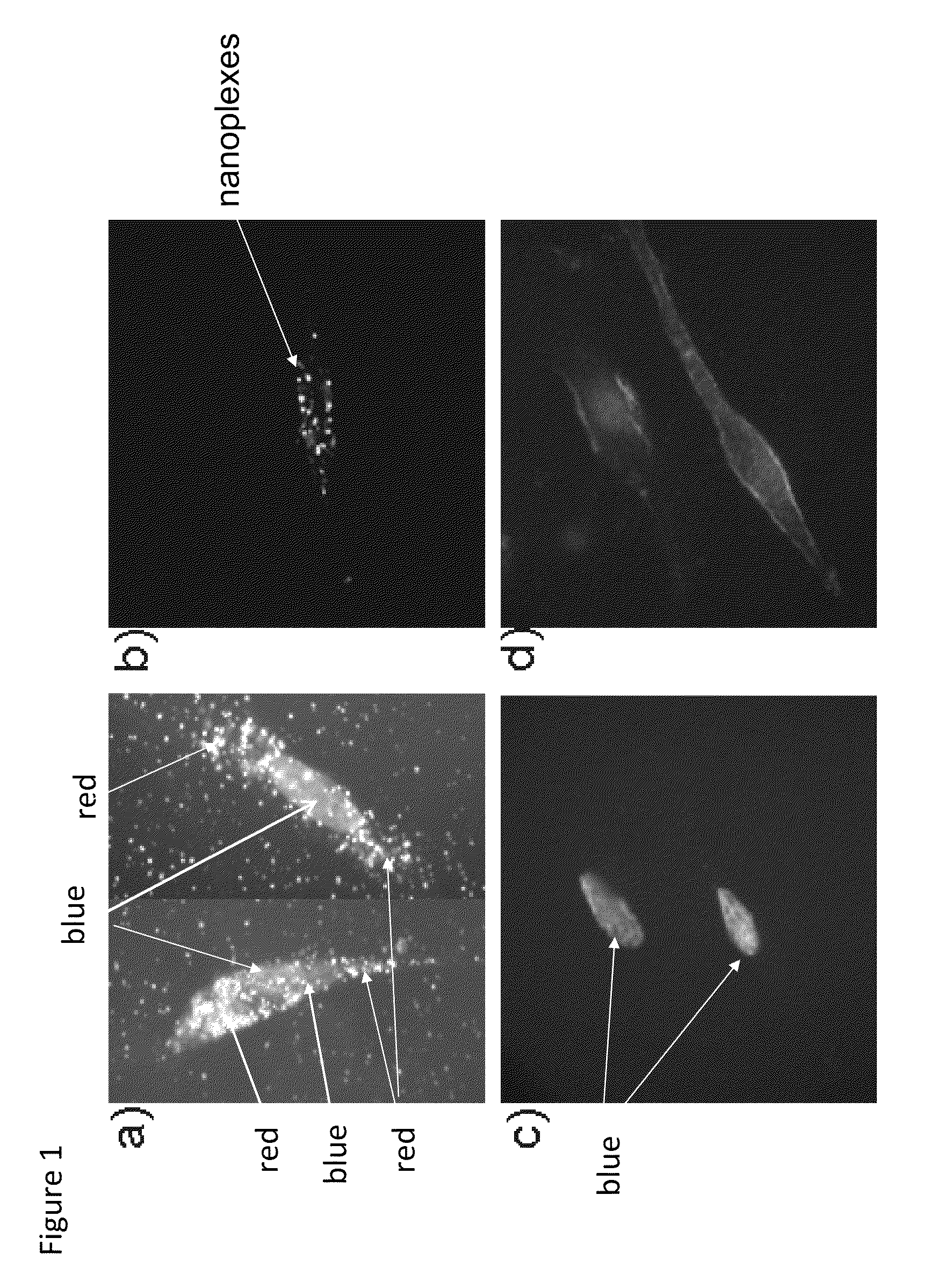 GOLD NANOROD-siRNA COMPLEXES AND METHODS OF USING SAME