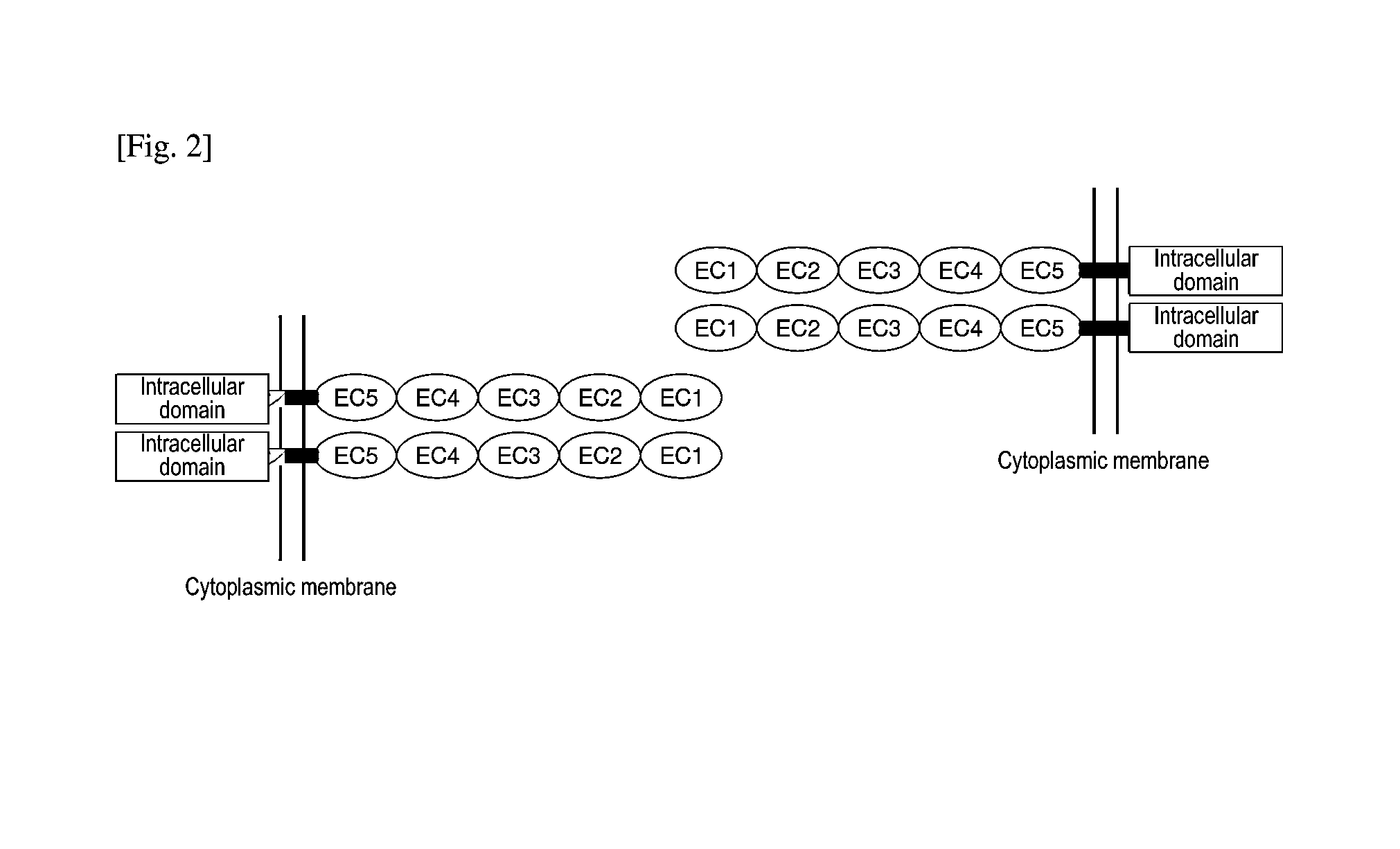 Anti-cdh3 antibody having high internalization capacity