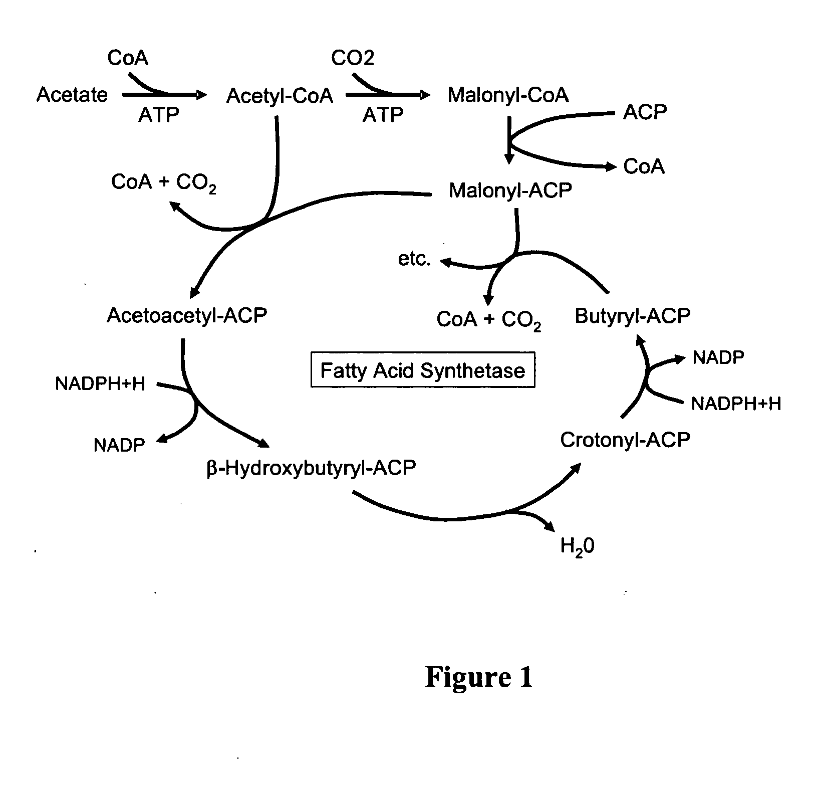 Secretion of fatty acids by photosynthetic microorganisms