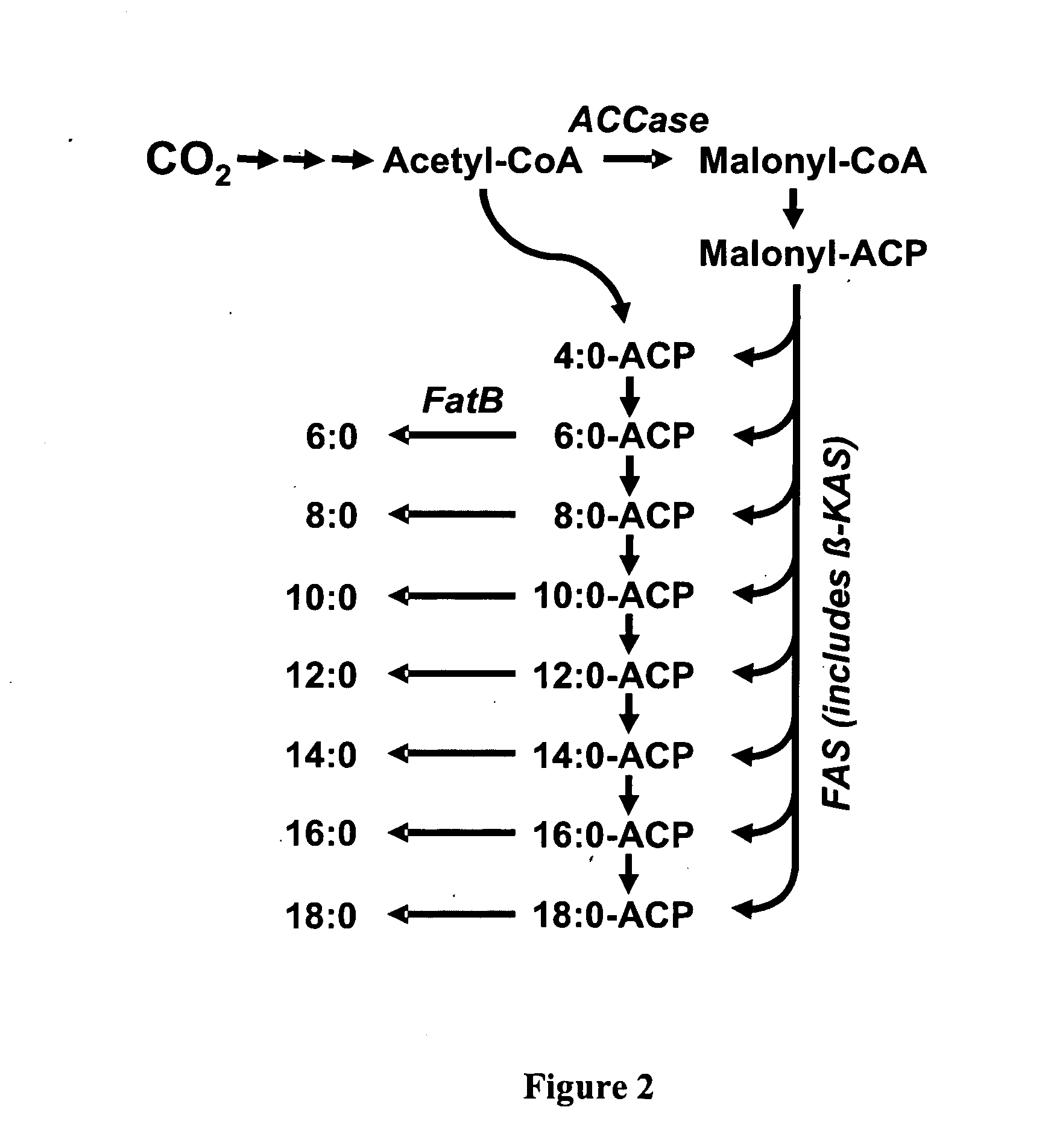 Secretion of fatty acids by photosynthetic microorganisms