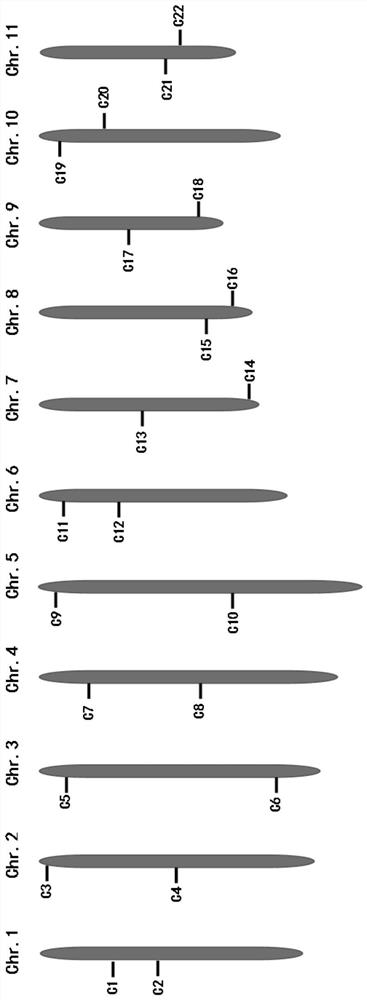 Gourd gourd core molecular marker set and its application developed based on kasp technology