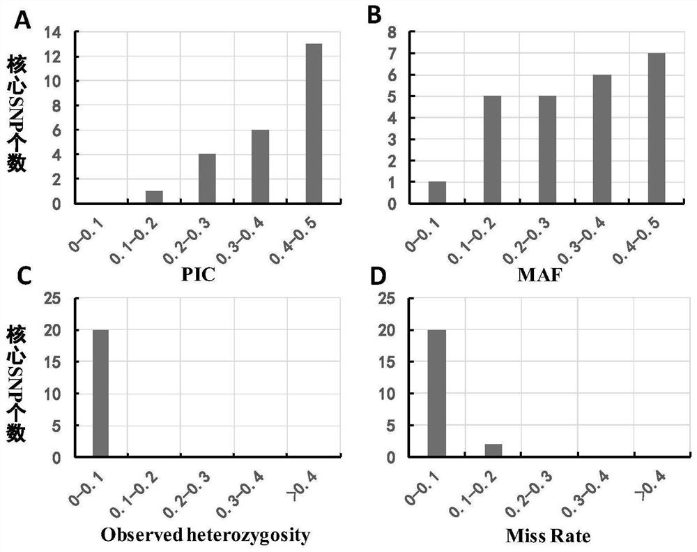 Gourd gourd core molecular marker set and its application developed based on kasp technology