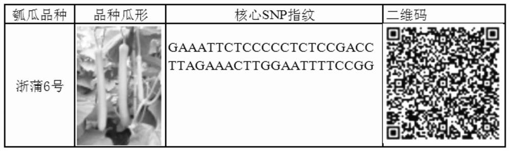 Gourd gourd core molecular marker set and its application developed based on kasp technology