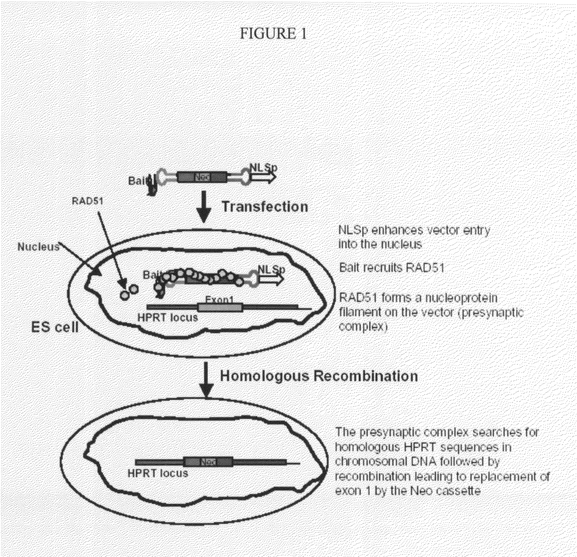 Methods and systems for high homologous recombination ("HR") targeting efficiency