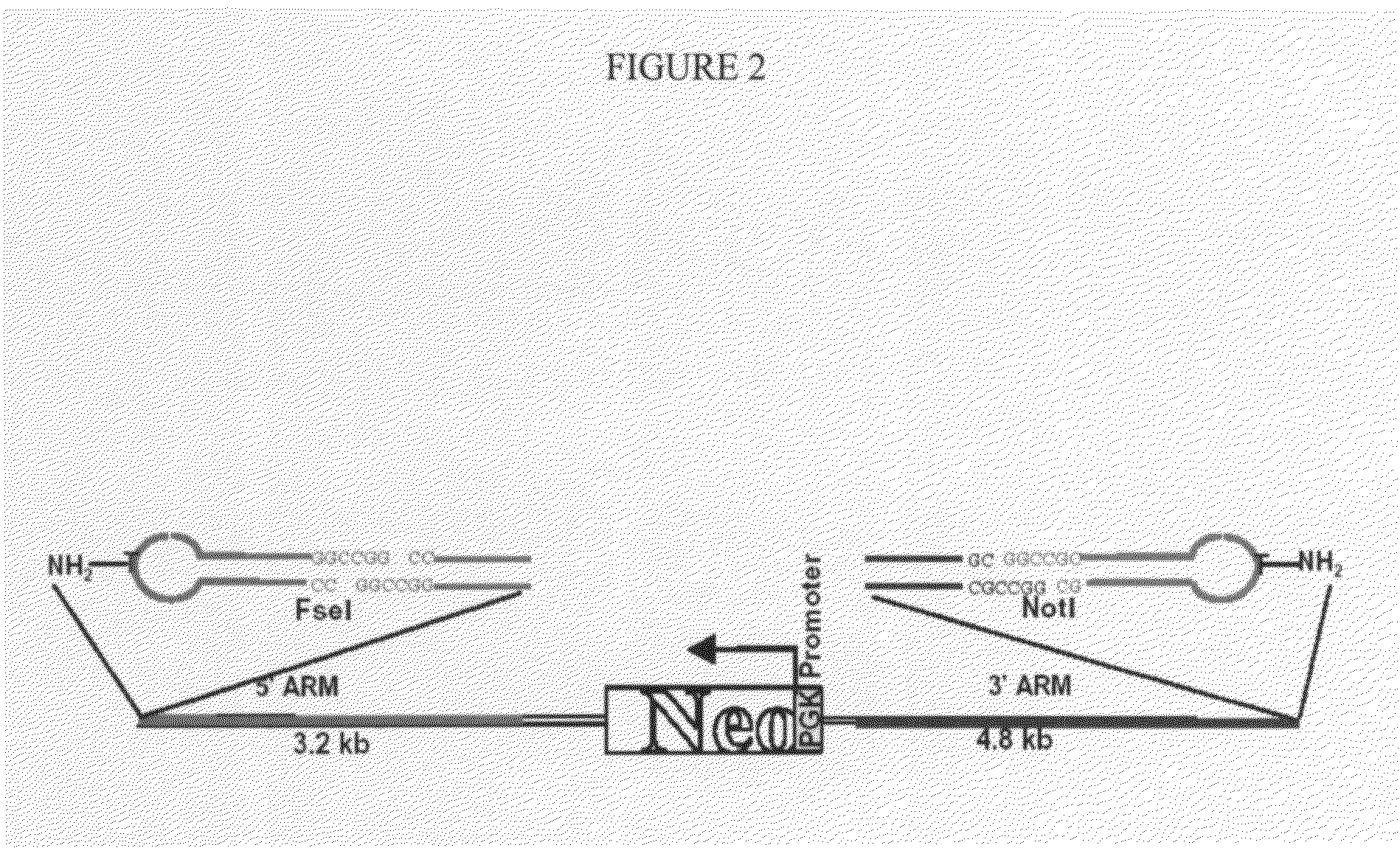 Methods and systems for high homologous recombination ("HR") targeting efficiency