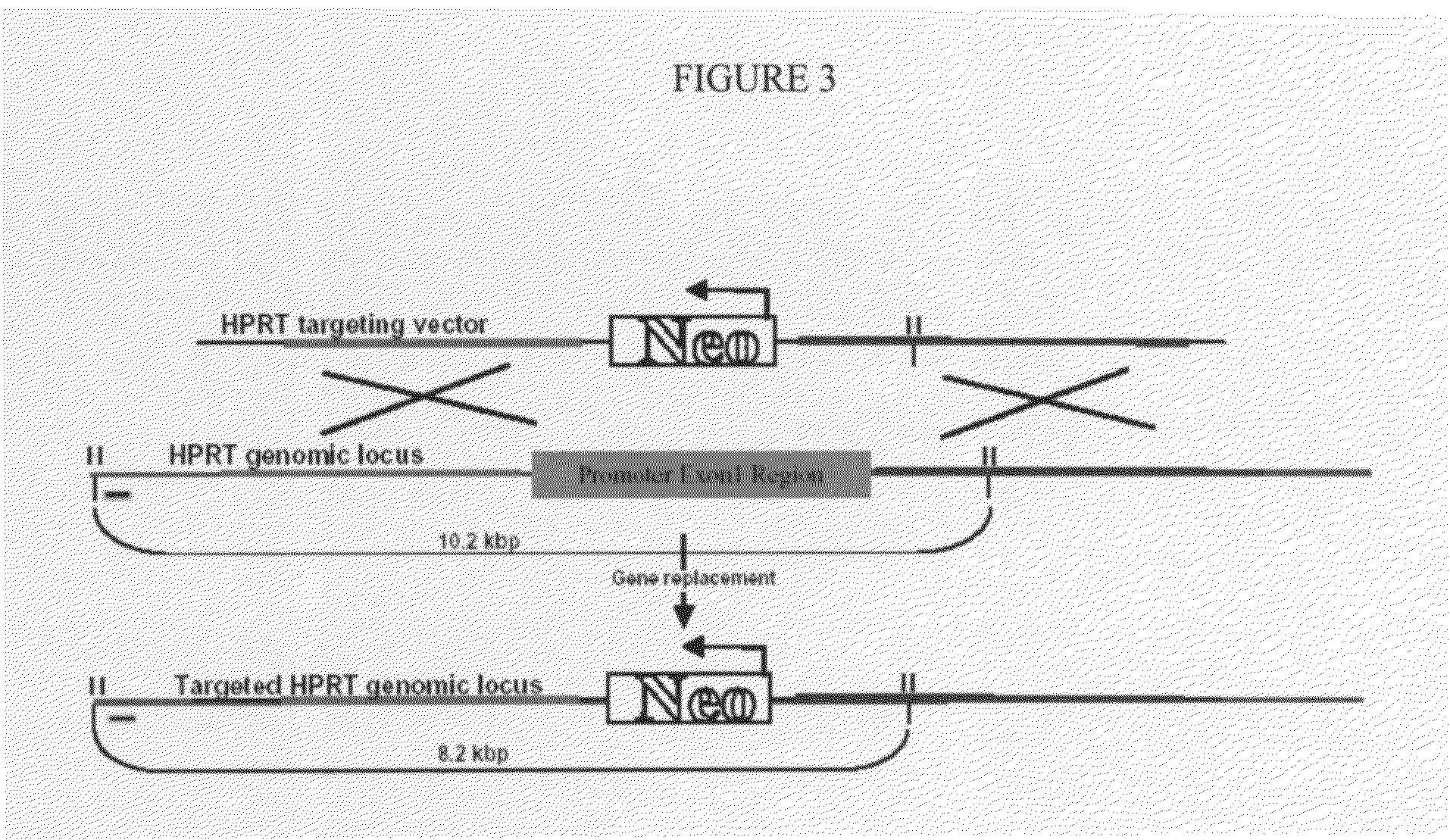 Methods and systems for high homologous recombination ("HR") targeting efficiency