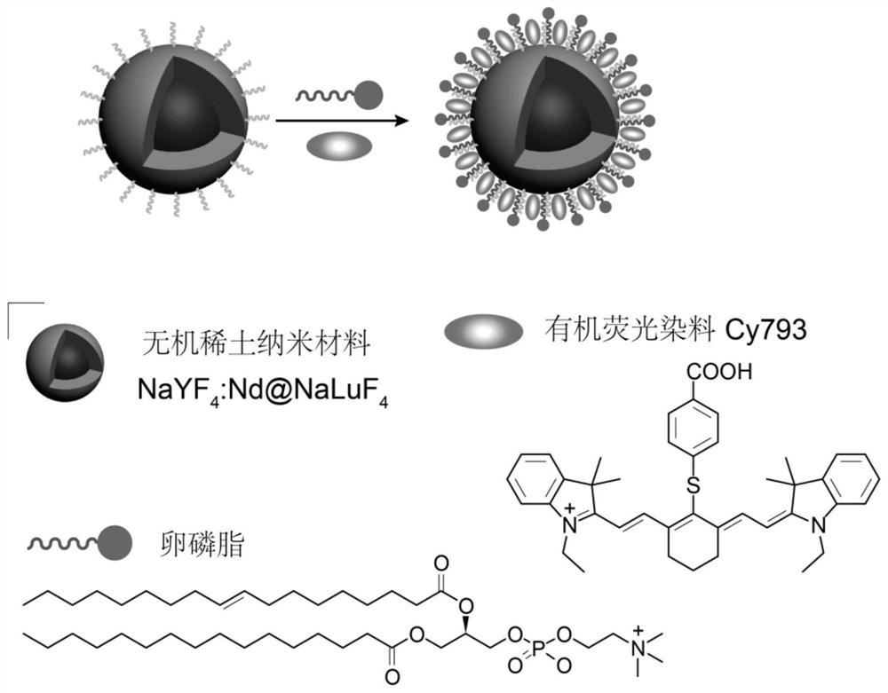 A composite nanoprobe and its method for in vivo ratiometric imaging detection