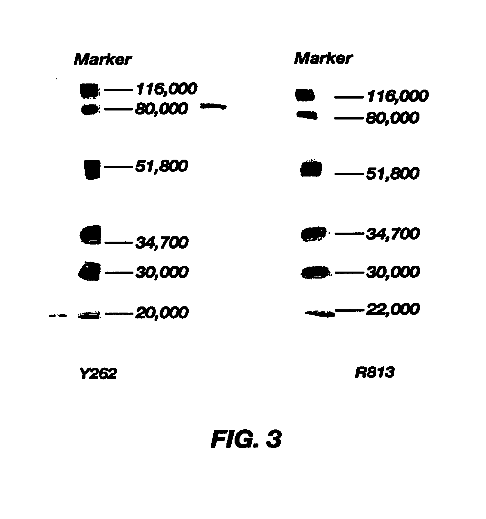 Monoclonal antibodies recognizing human platelet membrane glycoproteins and use thereof in anti-thrombotic therapy