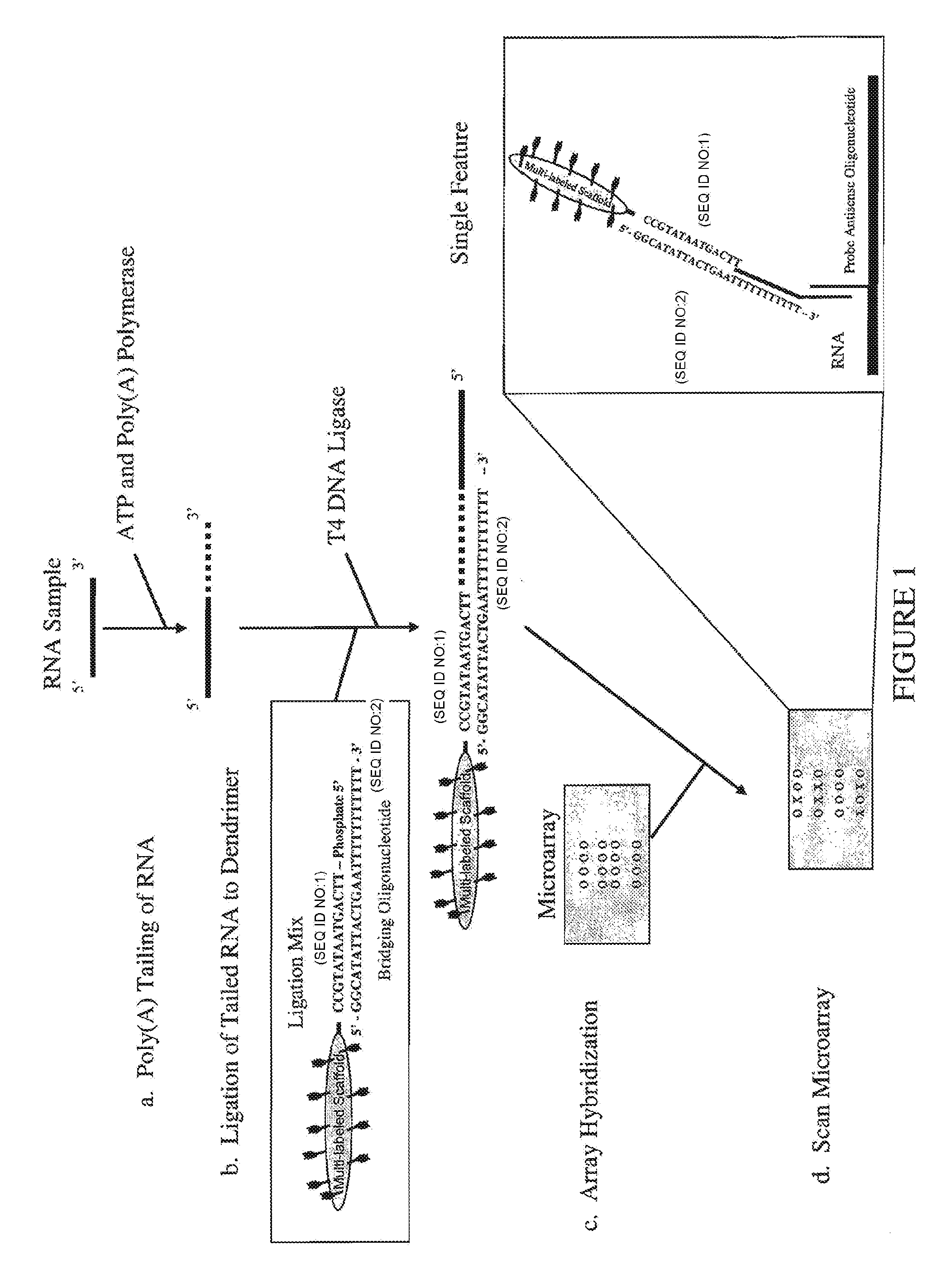 Methods, reagents and kits for detection of nucleic acid molecules