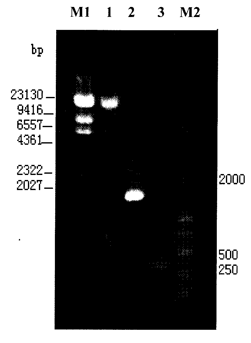 Strong bacillus G25-1-2 and applications thereof