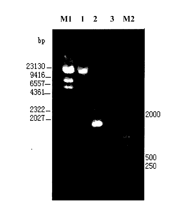 Strong bacillus G25-1-2 and applications thereof