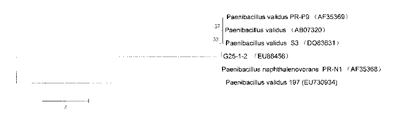 Strong bacillus G25-1-2 and applications thereof