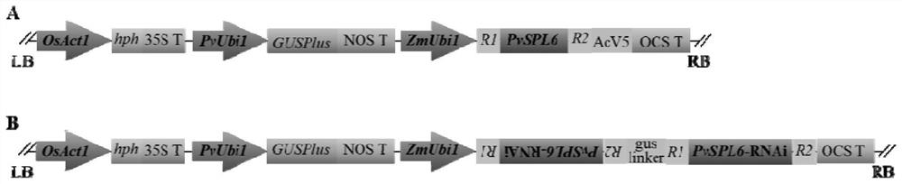 Application of switchgrass SBP-box transcription factor PvSPL6 and recombinant vector of switchgrass SBP-box transcription factor PvSPL6