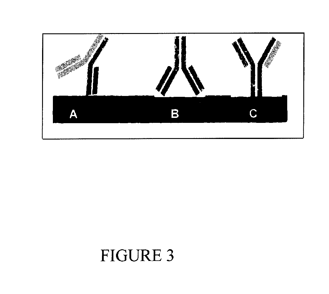 Antibody mediated osseous regeneration