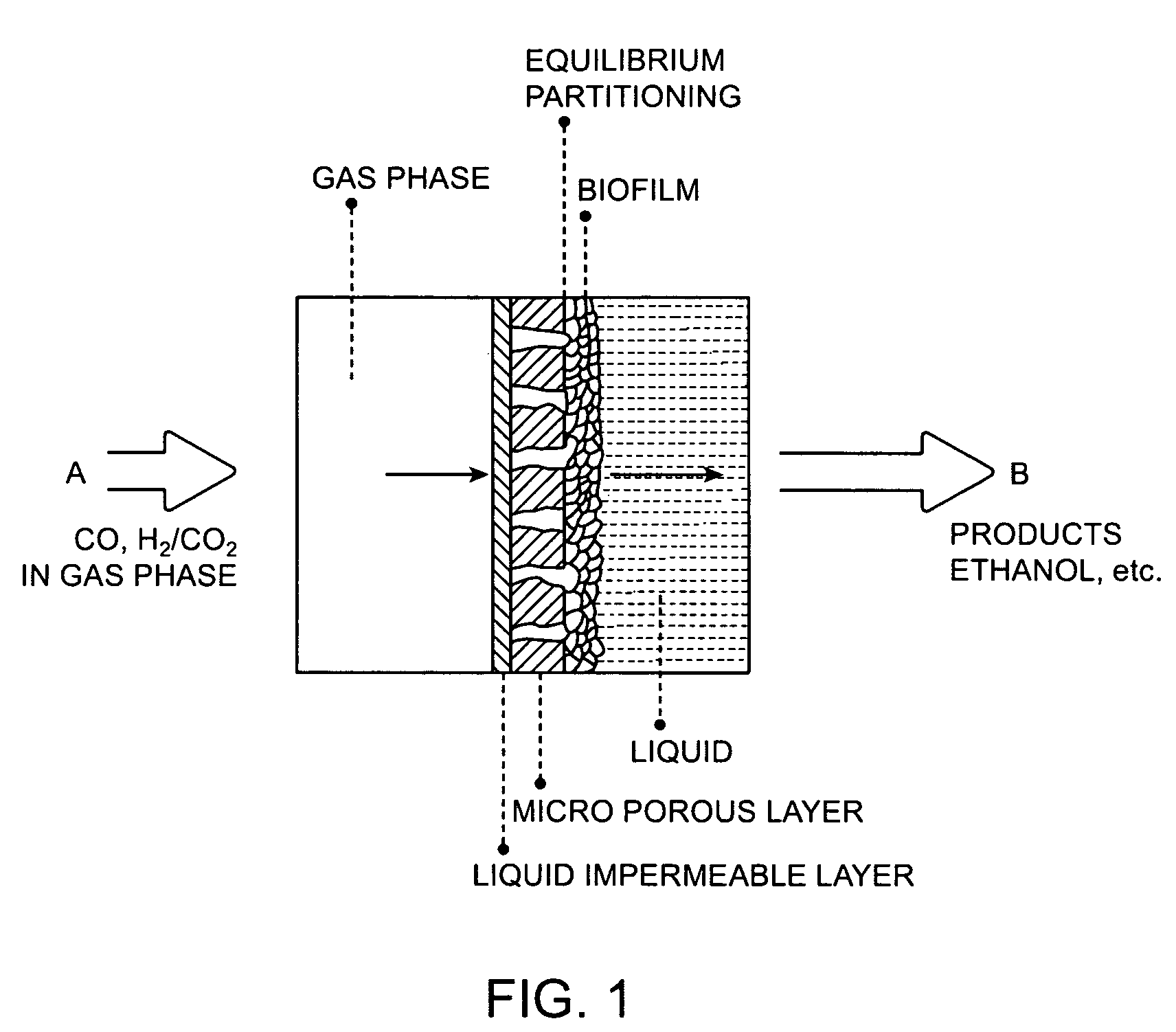 Process for converting syngas to liquid products with microorganisms on two-layer membrane