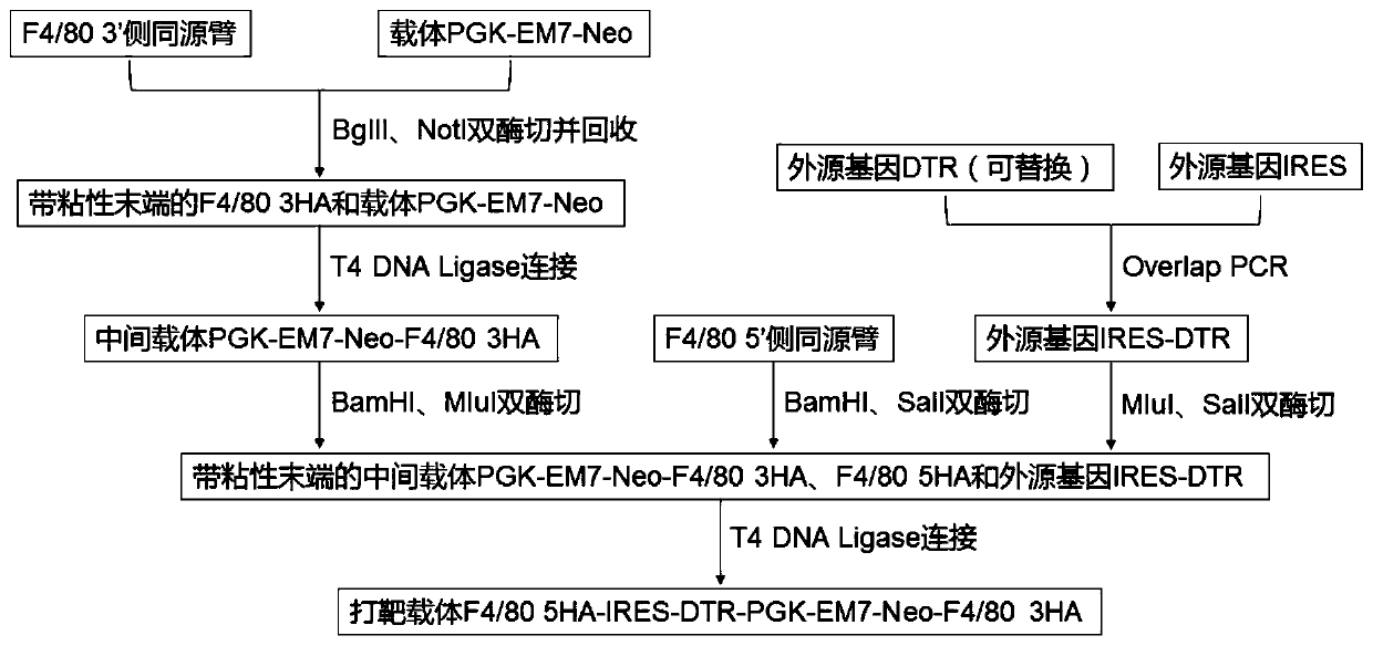 Targeted targeting vector, and method and application for targetedly integrating foreign gene to 22nd position of mouse F4/80 exon to construct BAC clone