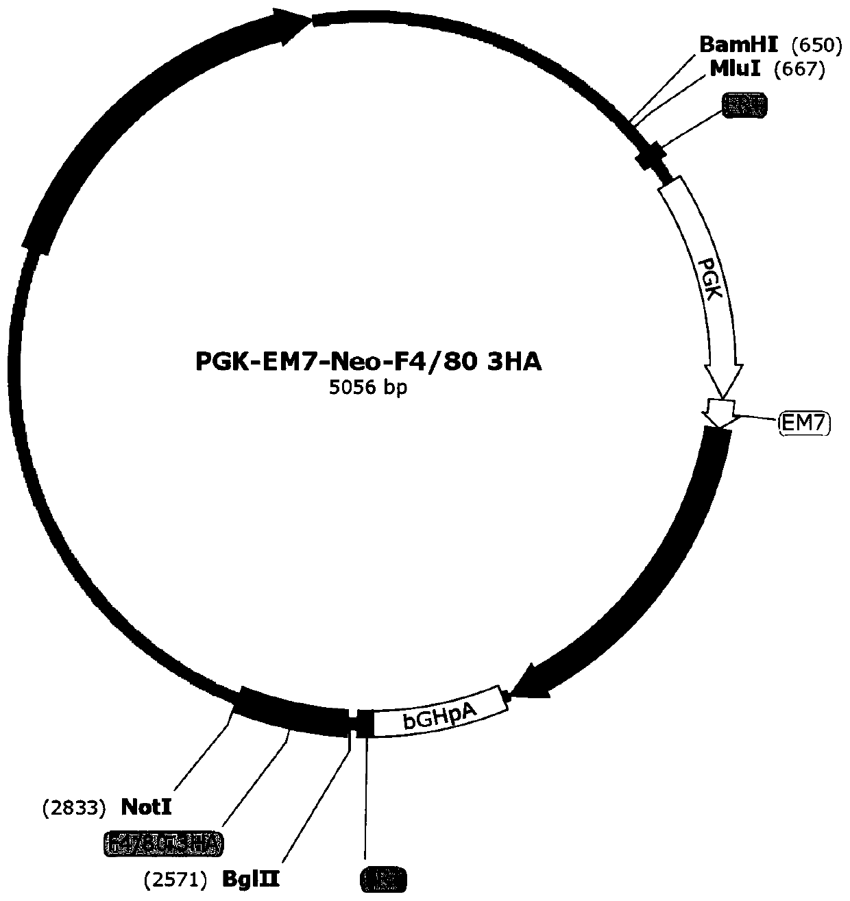 Targeted targeting vector, and method and application for targetedly integrating foreign gene to 22nd position of mouse F4/80 exon to construct BAC clone