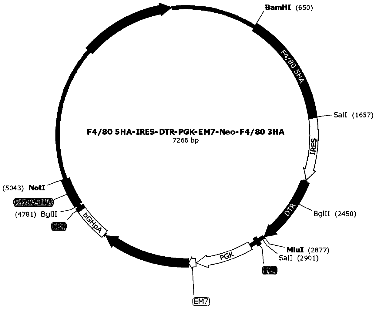 Targeted targeting vector, and method and application for targetedly integrating foreign gene to 22nd position of mouse F4/80 exon to construct BAC clone