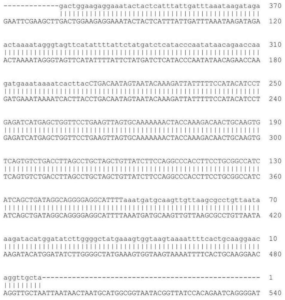 Promoter for driving specific expression of gene in human erythrocyte system and application