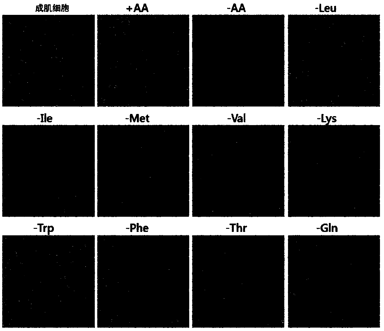 Myocyte differentiation-promoting composition containing amino acids