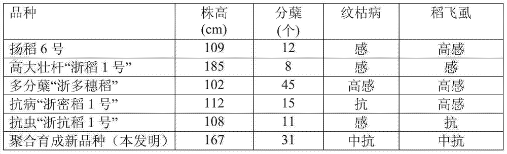 Polymerization breeding method for rice