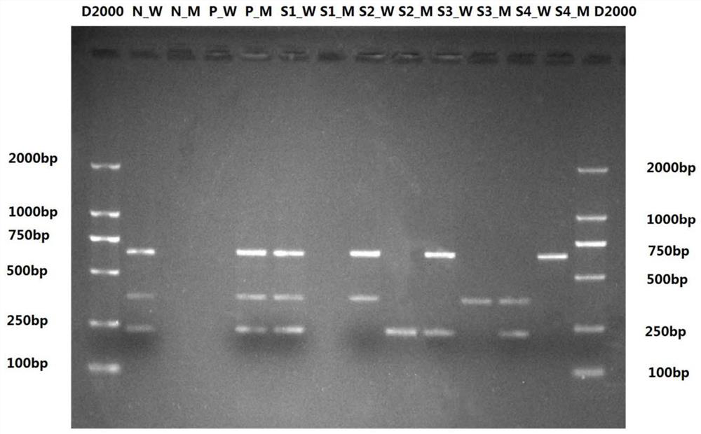 Kit for detecting polymorphism of folic acid metabolism genes