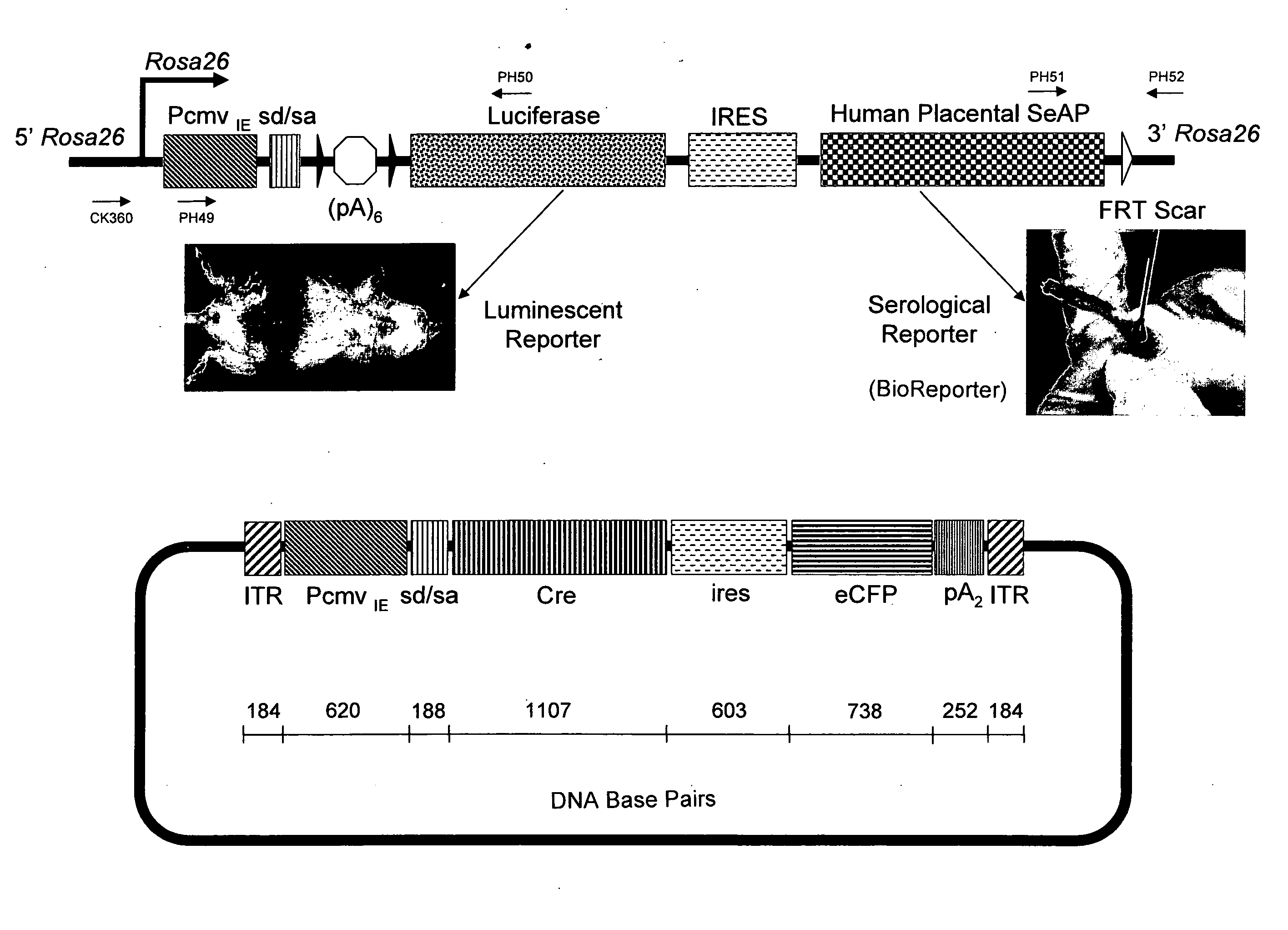 Methods and compositions for identifying biomarkers