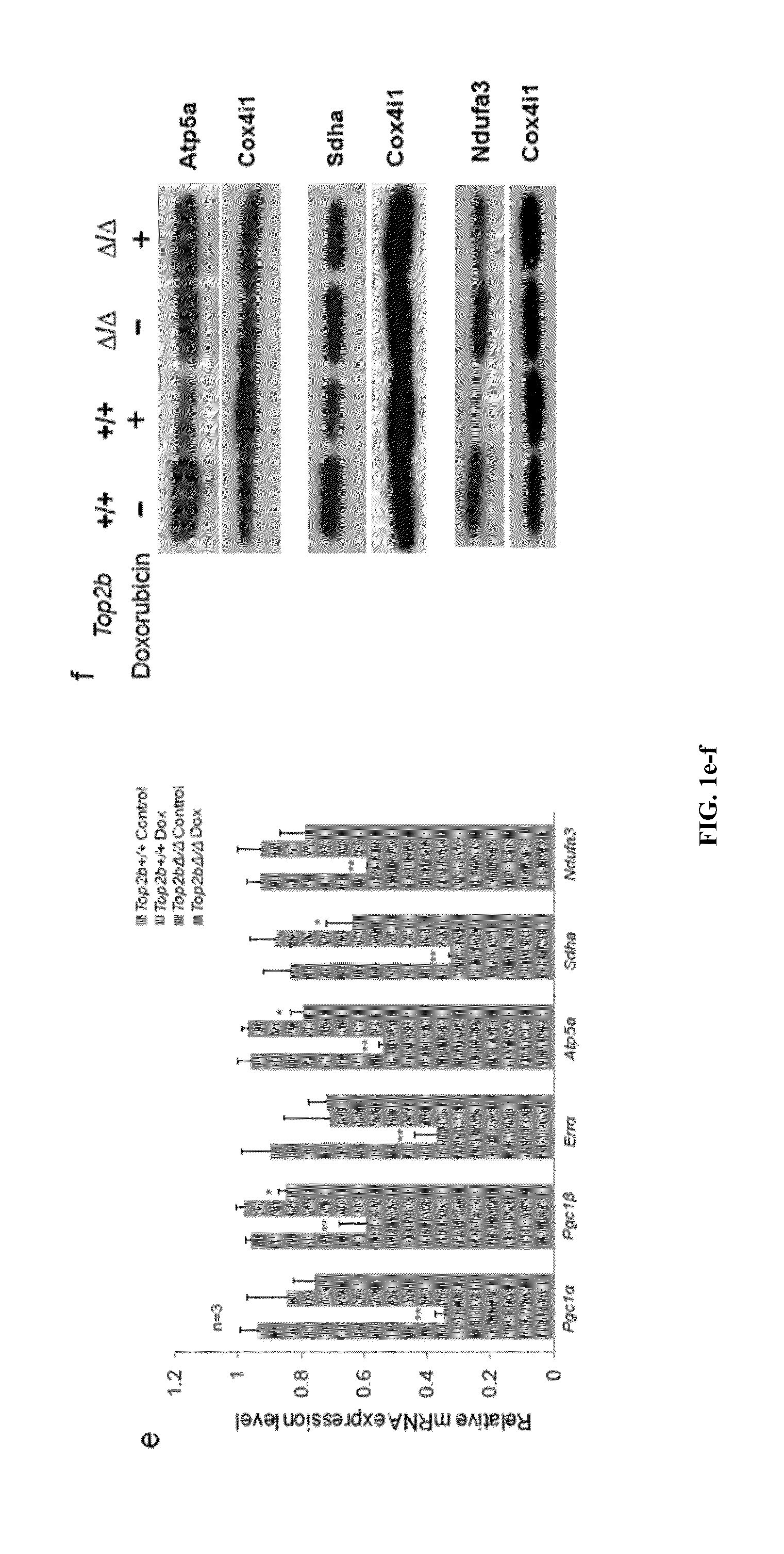 Topoisomerase 2b as a predictor of susceptibility to anthracycline-induced cardiotoxicity