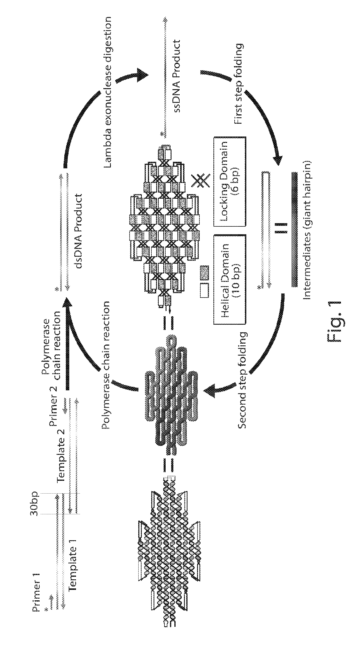 Single-stranded DNA nanostructures