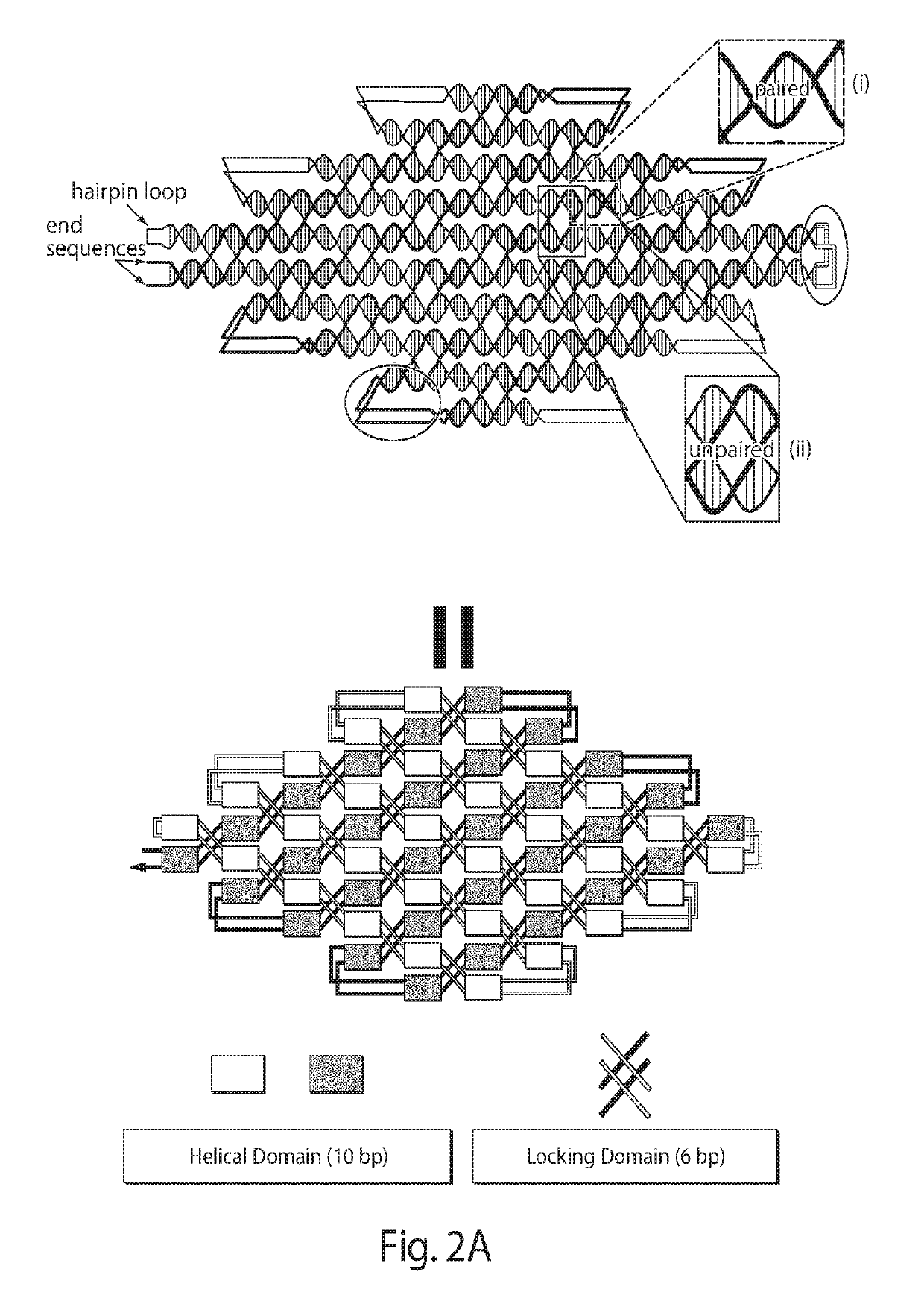 Single-stranded DNA nanostructures