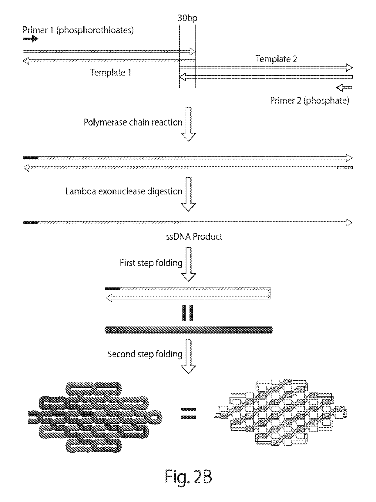 Single-stranded DNA nanostructures