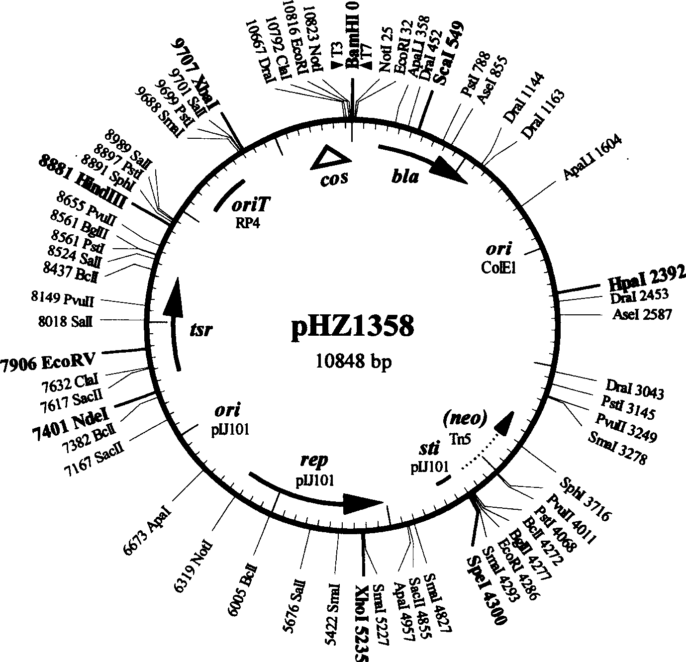 Double function kes carrier suitable for streptomycete chromosome gene knock-out