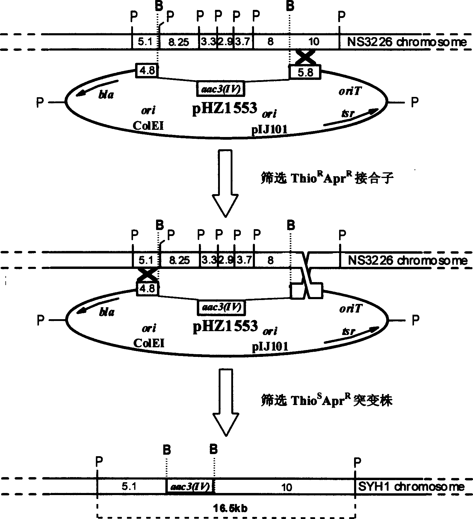 Double function kes carrier suitable for streptomycete chromosome gene knock-out