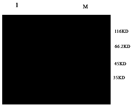 Egg yolk antibody for anti-chicken-coccidiosis and preparation method and device thereof