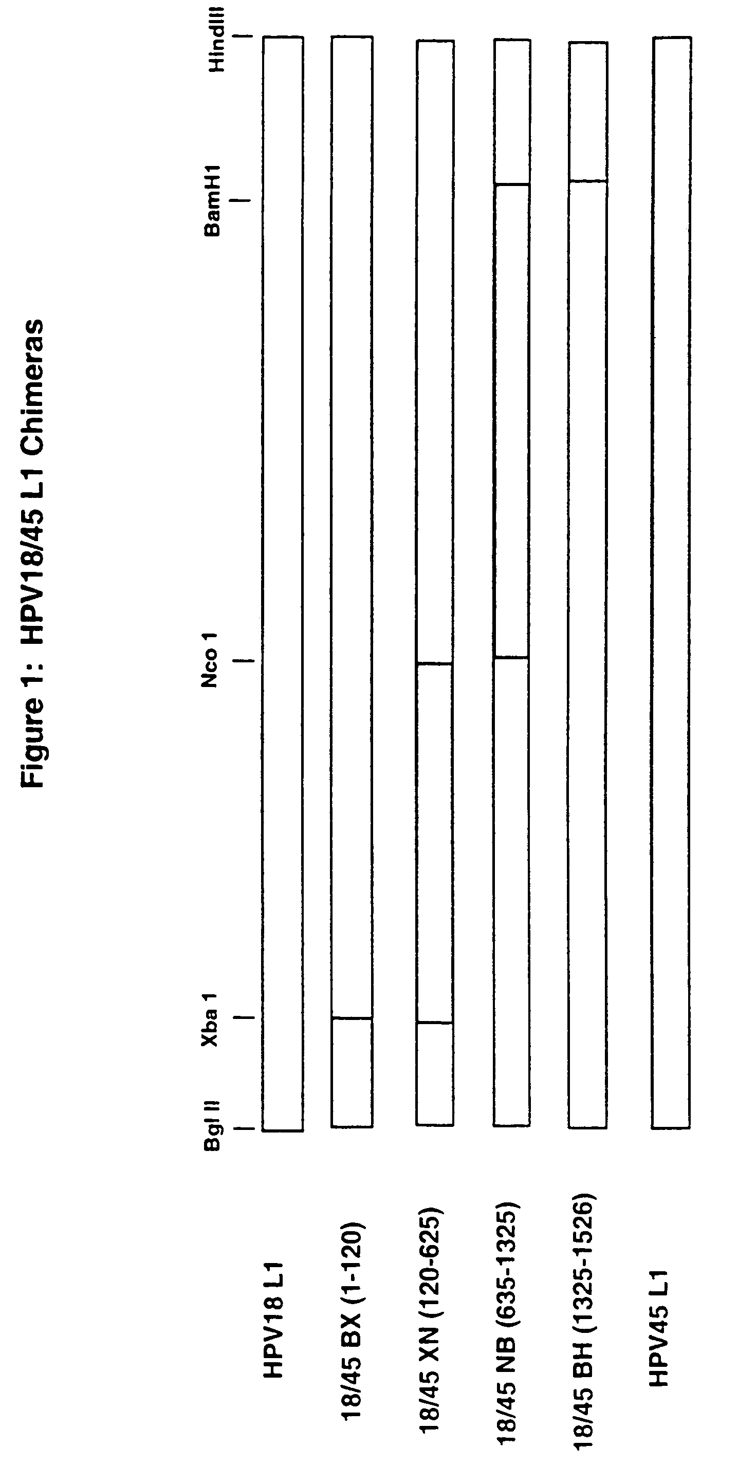 Chimeric human papillomavirus (HPV) L1 molecules and uses therefor