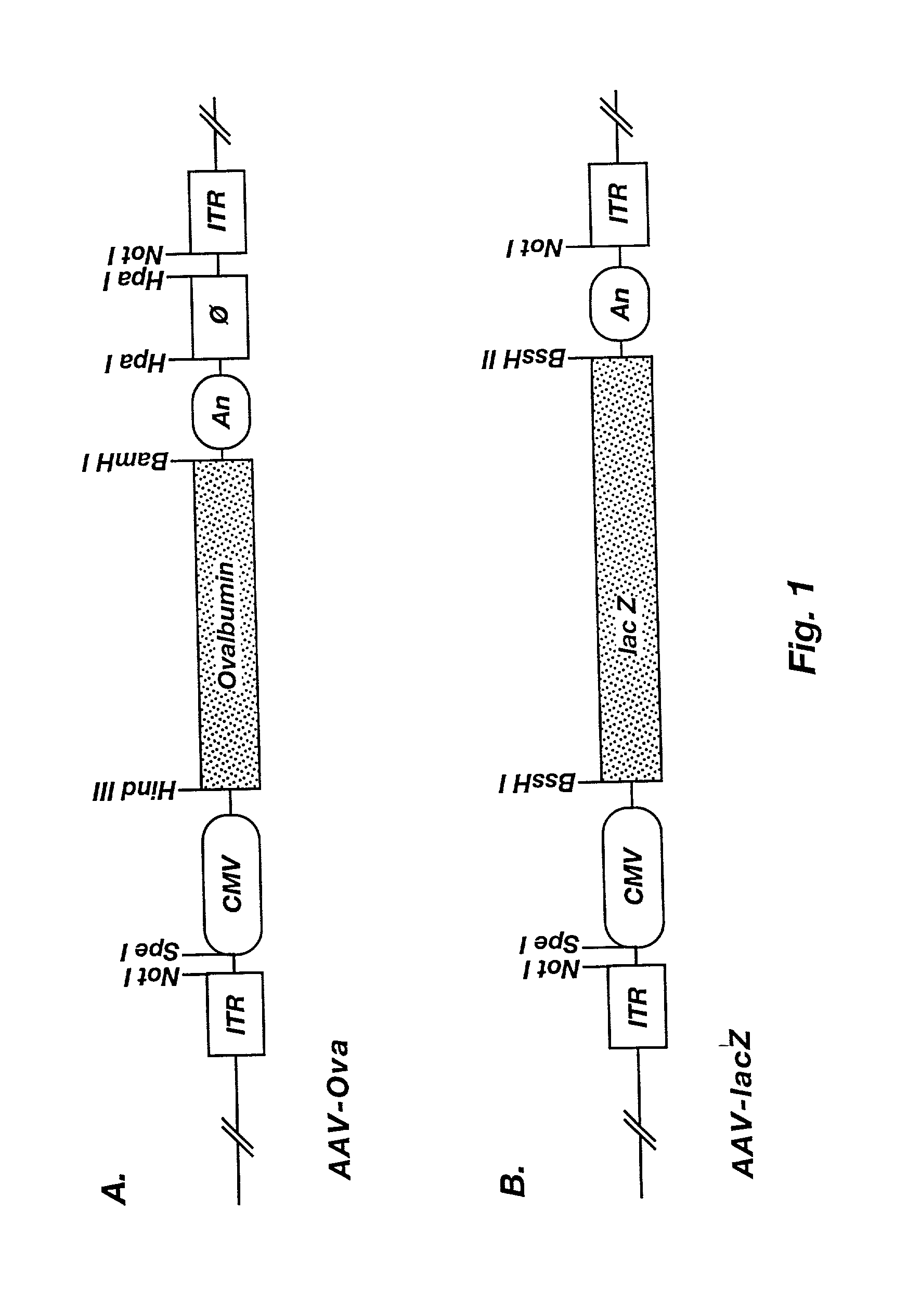 Induction of immune response to antigens expressed by recombinant adeno-associated virus