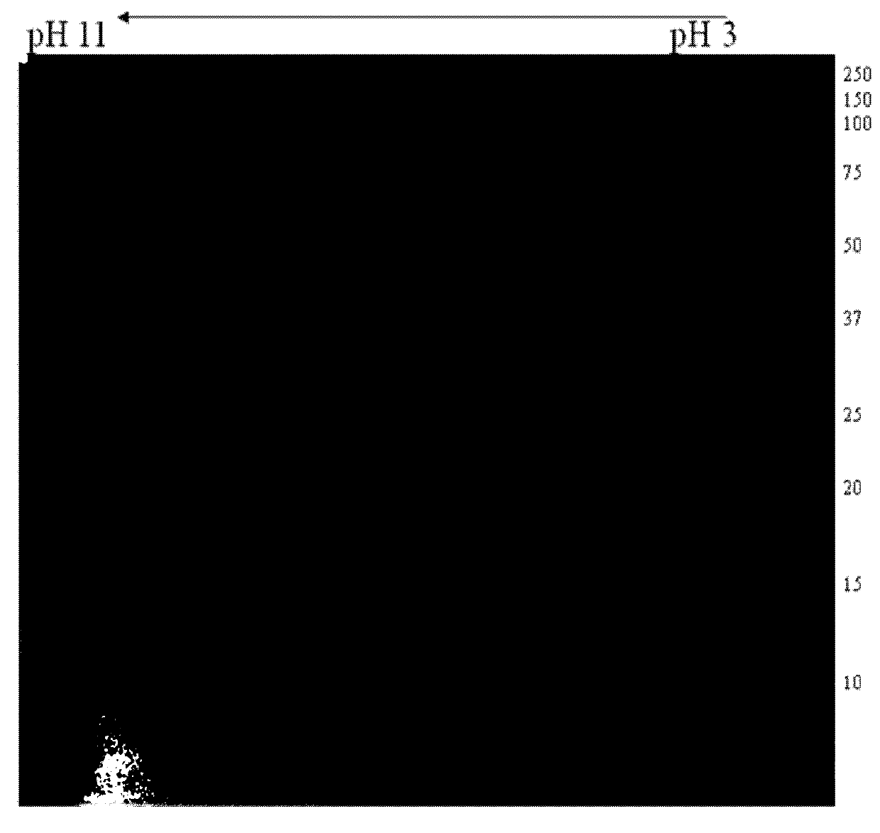 Mycoplasmal pneumonia of swine mycoplasma outer membrane protein extraction method applicable to 2-dimensional electrophoresis