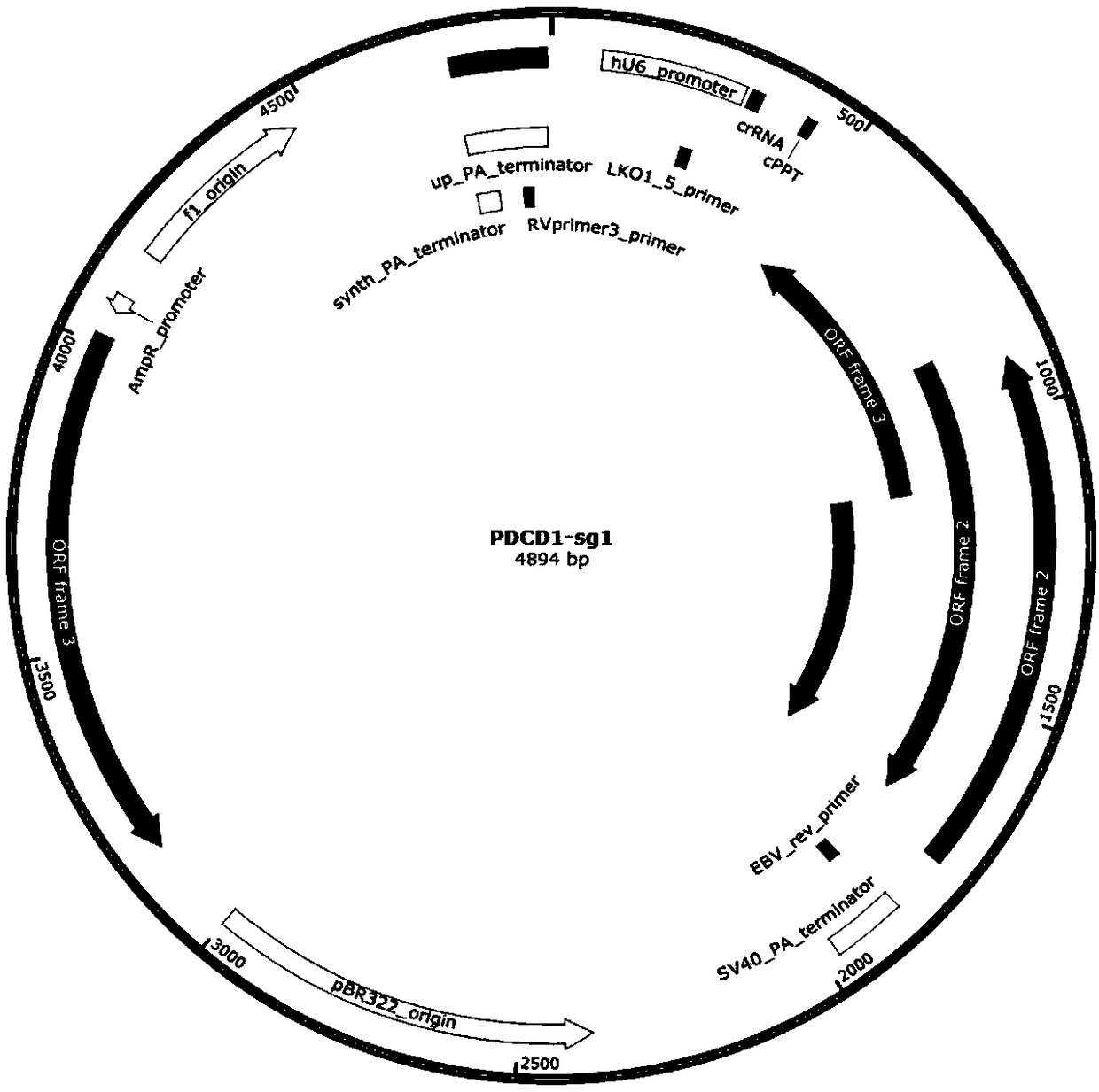 Method of knocking out T cell immunity detecting point pathway genes and application